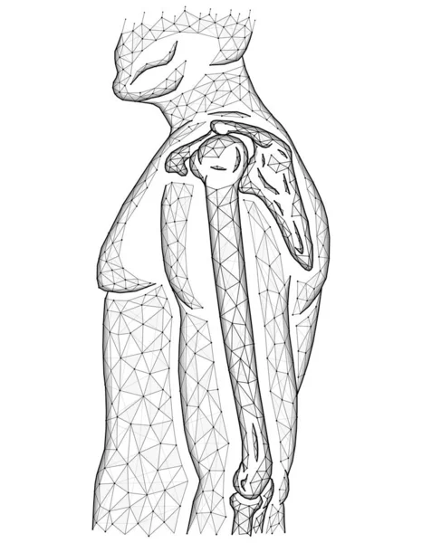 Poligonális Vektor Illusztrációja Váll Könyök Ízületek Emberi Test Modell Készült — Stock Fotó