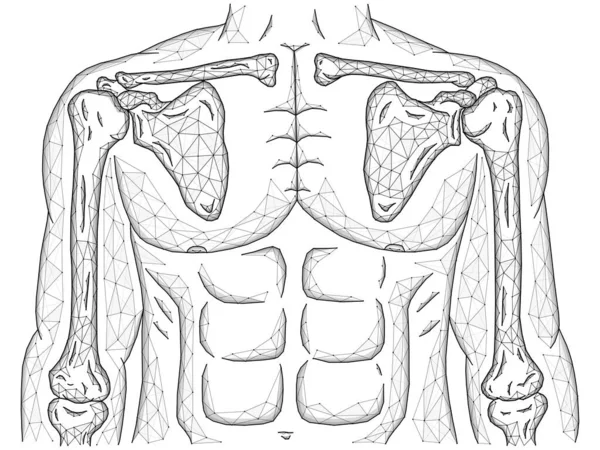 Ilustración Vectorial Poligonal Las Articulaciones Hombro Codo Modelo Cuerpo Humano — Foto de Stock