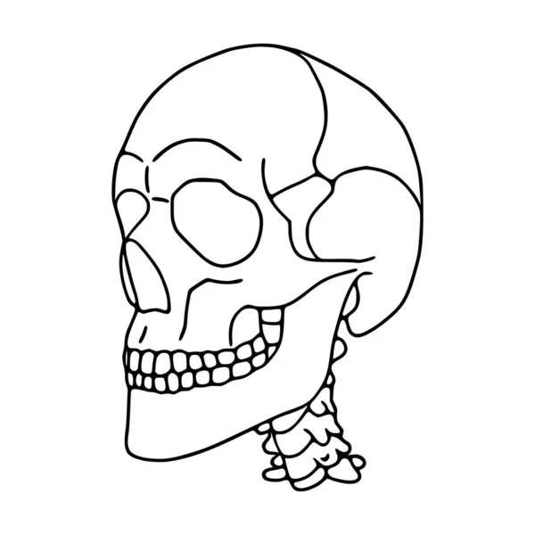 Menselijke Schedel Omtrek Pictogram Geïsoleerd Witte Achtergrond — Stockvector