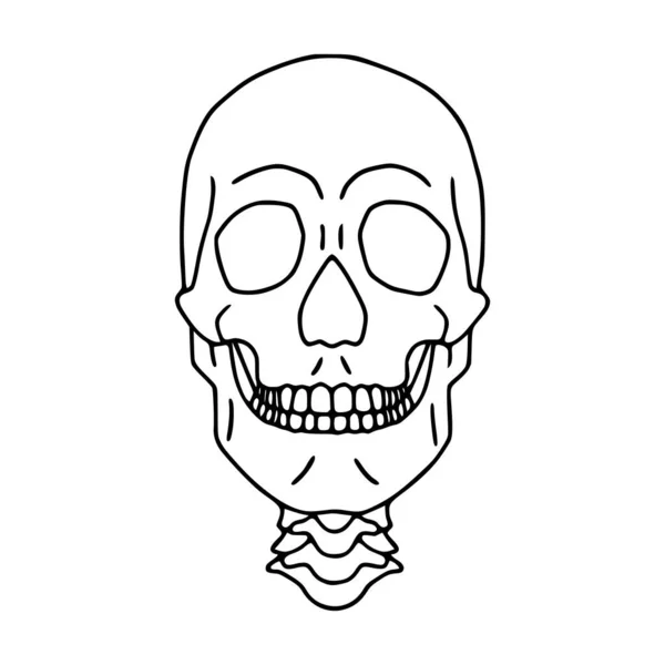 Menselijke Schedel Omtrek Pictogram Vooraanzicht — Stockvector