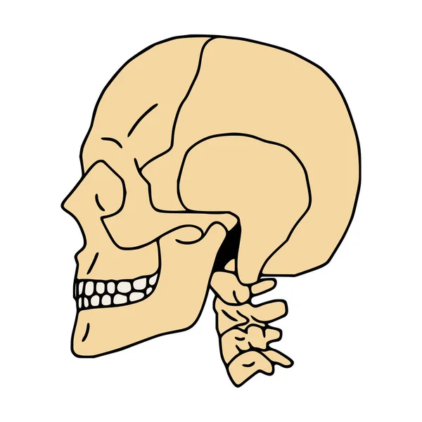 人間の頭蓋骨のフラットアイコンサイドビュー — ストックベクタ