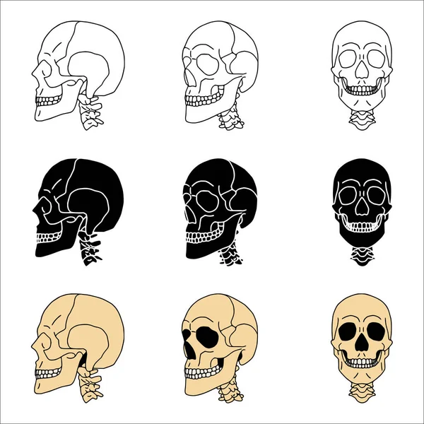 Set Schedels Verschillende Stijlen — Stockvector