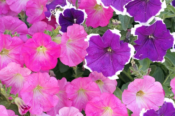 Floraciones petunia rosas y púrpuras. — Zdjęcie stockowe
