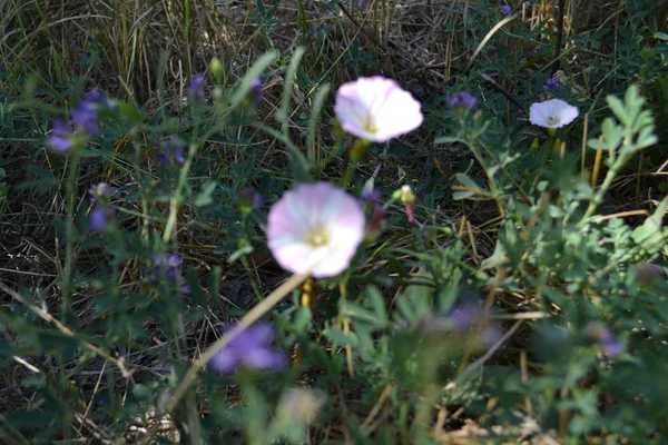 Flores — Foto de Stock