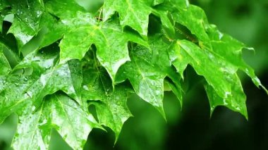 Yağmurlu bir gün yakın çekim