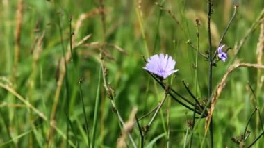 Otların arasında gizli çiçek