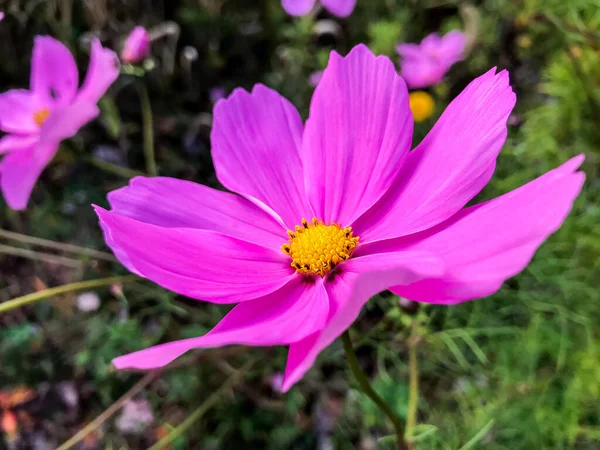 Close Beautiful Violet Colored Flower Autumn — Stock Photo, Image