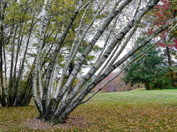 Potężna Brzoza Betula Populifolia Jesienny Kolorowy Krajobraz — Zdjęcie stockowe