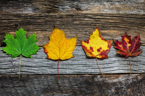 Fyra Höst Färgade Blad Trä Bakgrund — Stockfoto