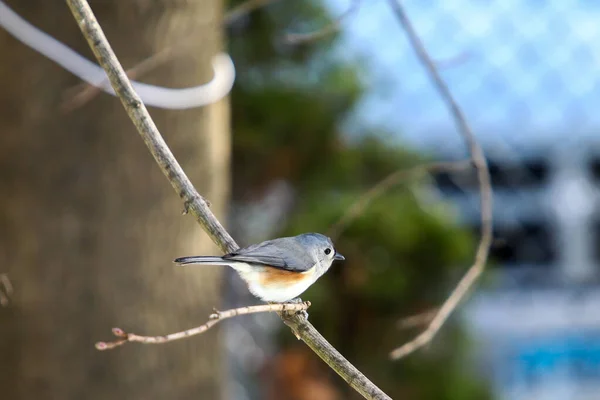 Tufted Titmouse Sitting Branch Winter — Stock Photo, Image