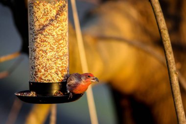 Finch Hanesi ya da kanamalı Meksikalılar kuş yemliğinden kuş yemi yiyorlar.