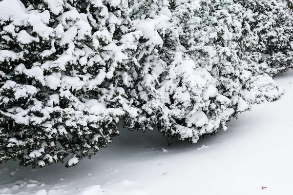 Bush Plants Covered Fresh Snow Winter — Stock Photo, Image