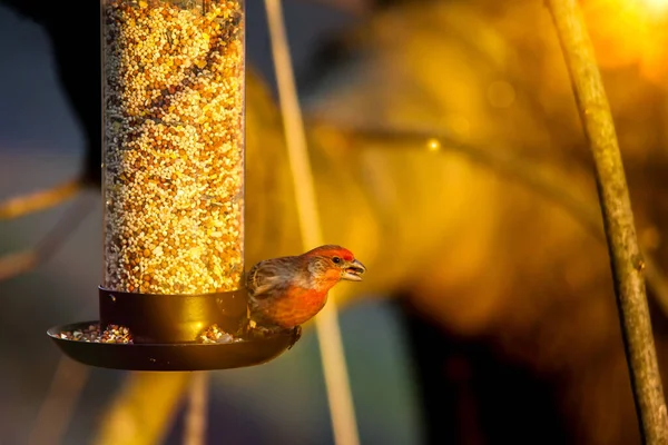 Casa Finch Hemaorhous Mexicanus Comer Aves Comida Livre Alimentador Aves — Fotografia de Stock