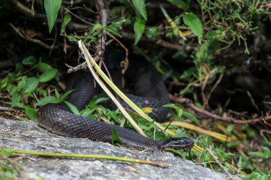 Kuzey su yılanı (Nerodia sipedonu)