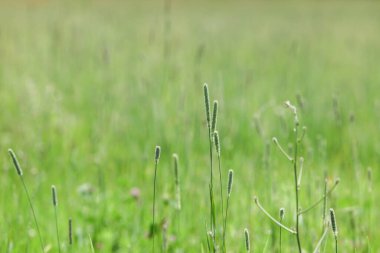 Arka plan için yaz yeşili çimenler
