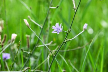 Arka planda çiçekler olan yaz yeşili çimenler