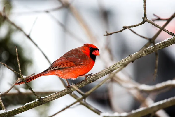 Red Cardinal Male Eating Bird Feeder — Stock Photo, Image