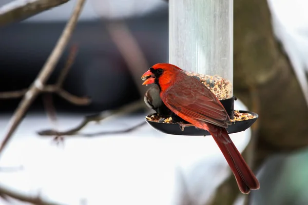 Rotes Männchen Frisst Vogelfutterhäuschen — Stockfoto