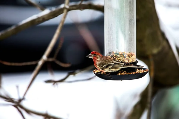 ハウスフィンチオン鳥フィーダーとともにひまわりの種 — ストック写真