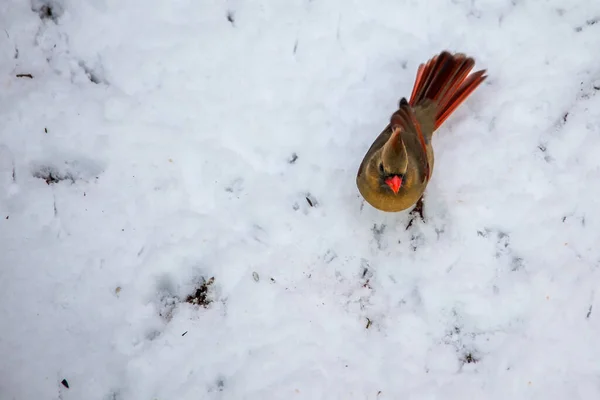 Northern Cardinal Female Snow — Stock Photo, Image