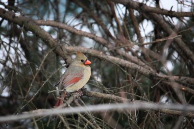 Kardinal dişi kuş dışarıda ağaç dalında oturuyor.