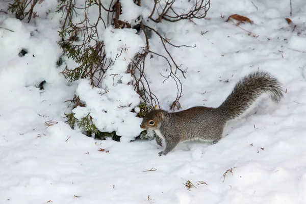 Squirrel Walking Snow Winter Blizzard — Stock Photo, Image