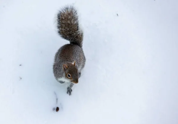 松鼠在雪地上走着 冬天的暴风雪从上面刮来 — 图库照片