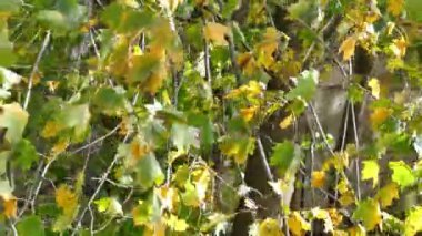 Rüzgarda sonbahar renkli yaprakları olan ağaç dalı