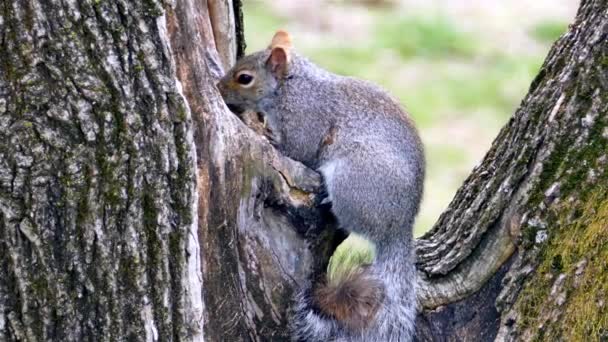 Grauhörnchen Sucht Futter Auf Baumloch Mit Zoomen — Stockvideo