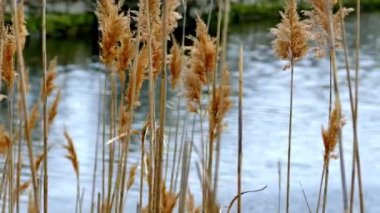 Baharda suyun yanında uzun kuru otlar.