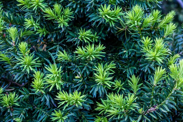 Close Form Green Bush Needles Spring Outdoor — Stock Photo, Image