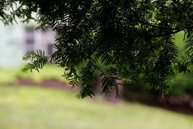 Dekoratif çalı iğnelerine yağmur damlaları