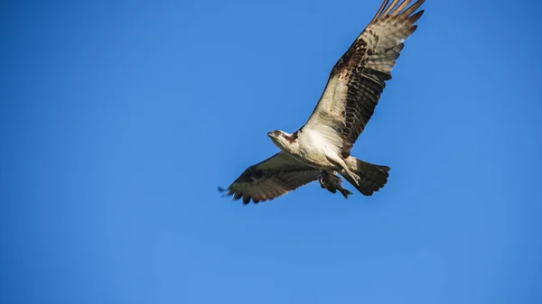 Osprey Flyger Med Fångad Fisk Med Blå Himmel — Stockfoto
