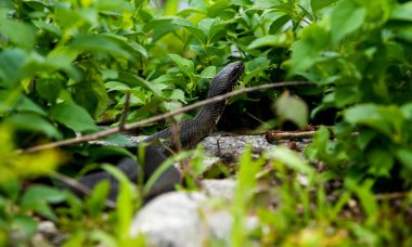Kuzey su yılanı güneşli bir günde taşın üstünde