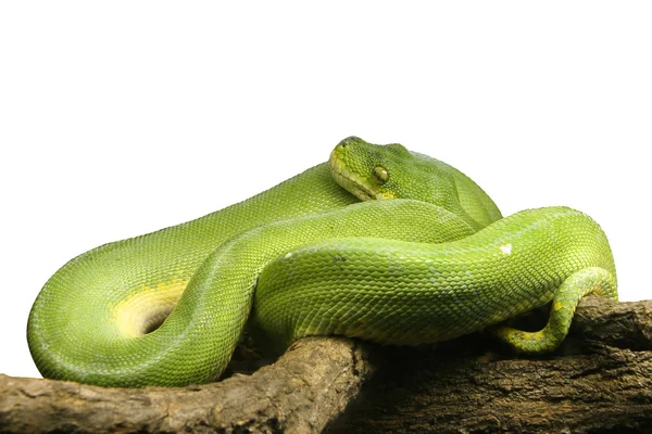 Yeşil ağaç python — Stok fotoğraf