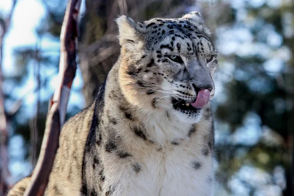 Kar Leoparı