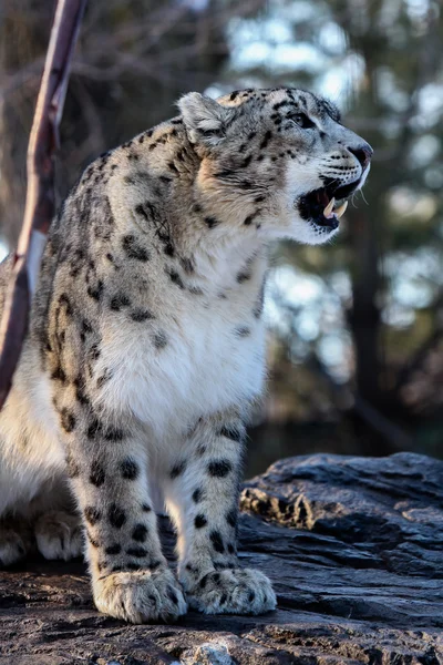 Schneeleopard (Panthera uncia)) — Stockfoto