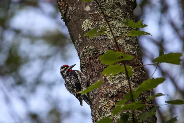 Sárgahasú Sapsucker (Sphyrapicus varius)) — Stock Fotó