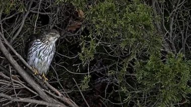 A hawk is sitting on tree branch with bush around him