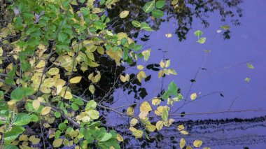 Parlak sarı ve yeşil yapraklar durgun suyun üzerinde yüzer ve doğal ortamda huzurlu bir manzara yaratır..