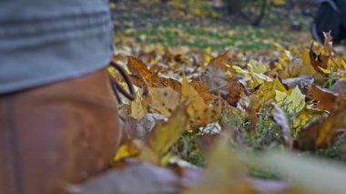 Walking through a backyard during late October highlights the beauty of autumn leaves. Vibrant colors beneath the feet create a perfect seasonal atmosphere.