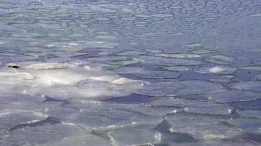 Kışın soğuk bir su kütlesinin yüzeyinde yavaşça hareket eden küçük gözleme buz kütleleri, hızlandırılmış video.