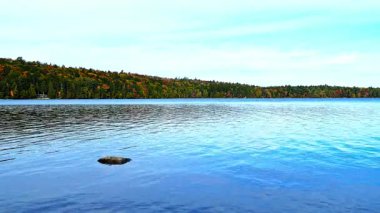Sakin, dalgalı mavi sulara ve berrak bir gökyüzünün altında canlı bir sonbahar ormanı olan uzak bir kıyı şeridine sahip huzurlu göl manzarası.