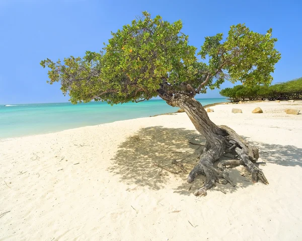 Divi Aruba träd — Stockfoto