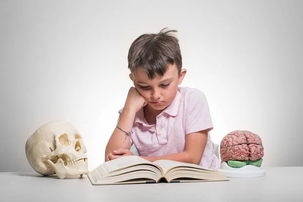 Портрет Кавказького Хлопчика Продуманим Виразом Обличчя Читання Модель Мозку Сидіння — стокове фото