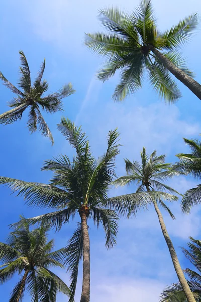 Himmel und Palmen — Stockfoto