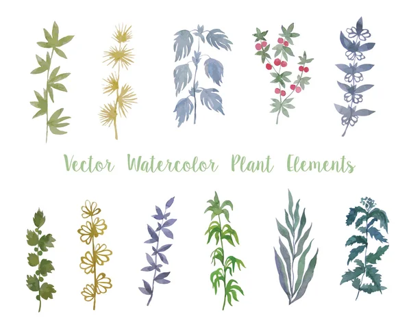 Ensemble d'herbes vectorielles aquarelle et de baies pour la décoration . — Image vectorielle