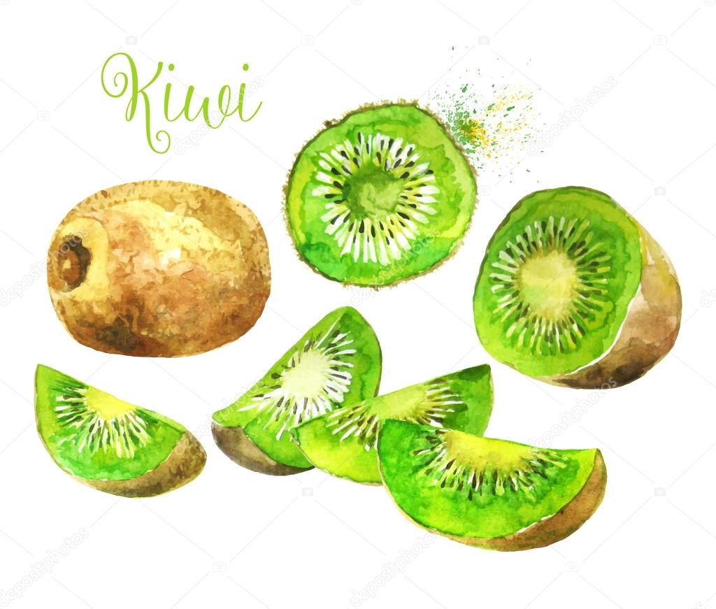 전체 키 위 과일과 그의 슬라이스 세그먼트 격리 된 백색 배경에. 수채화 벡터 일러스트 레이 션. 스톡 벡터 - ©nuraschka  81368438, image size:1024x871