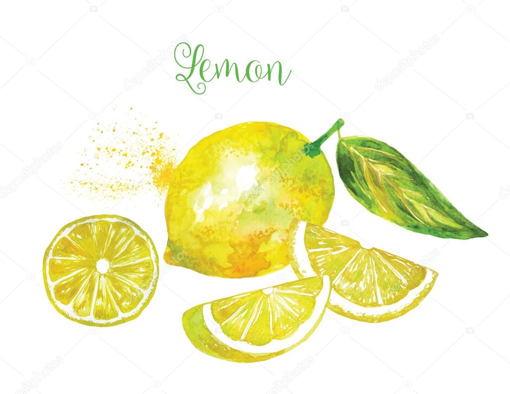 Whole Lemon and his Sliced Segments Isolated on White Background. Watercolor Vector Illustration.