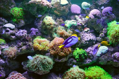 Deniz resif ve balık